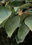 Bellucia pentamera
