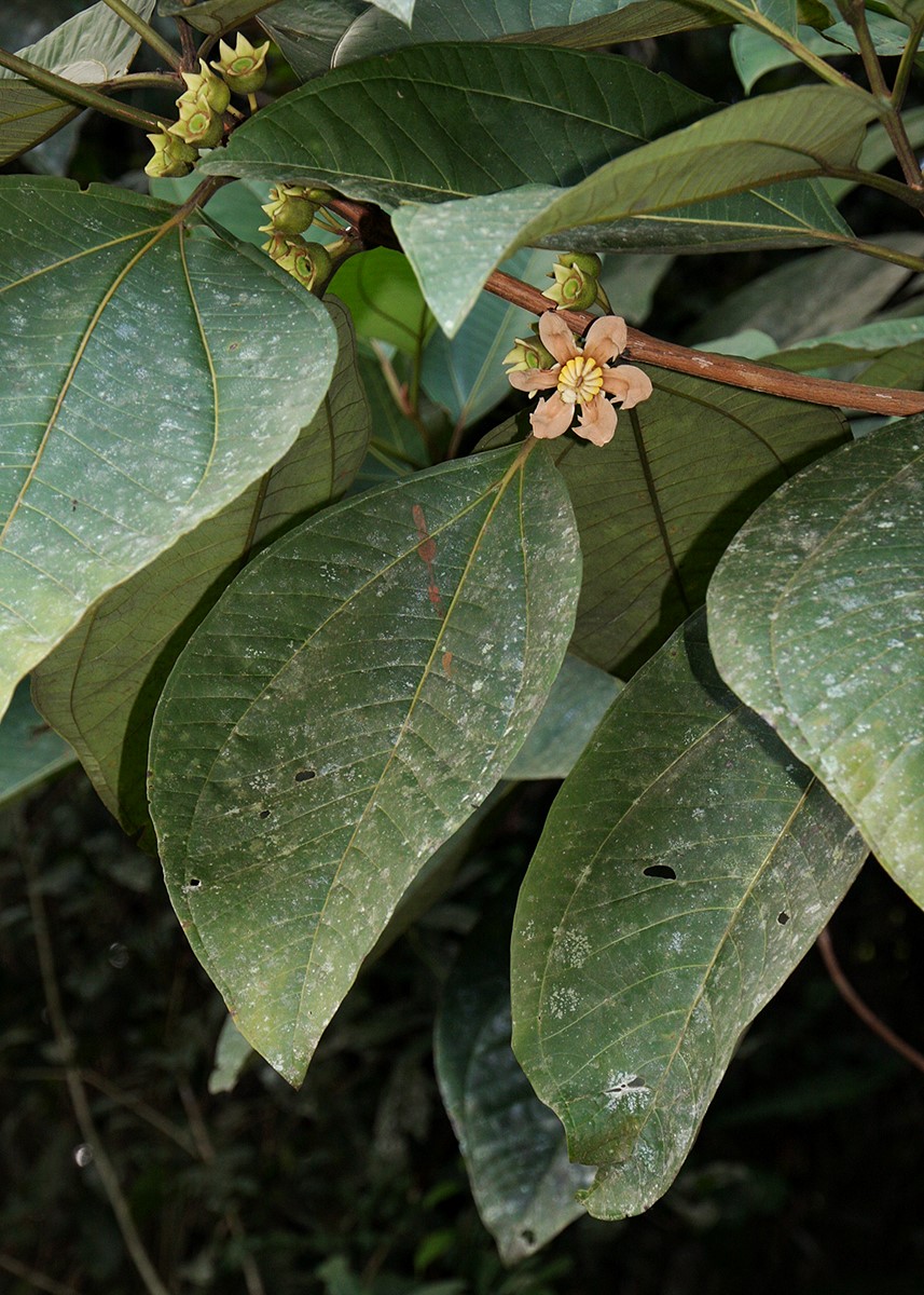 Bellucia pentamera