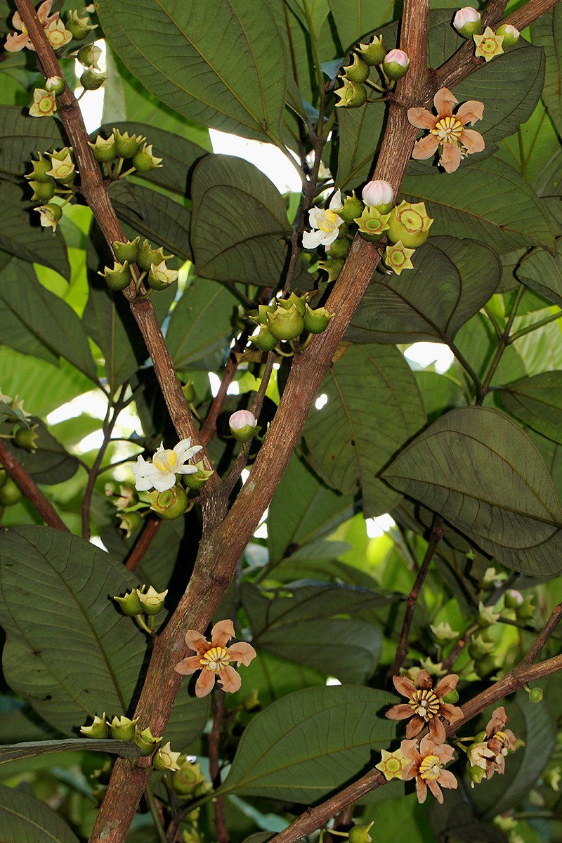 Bellucia pentamera