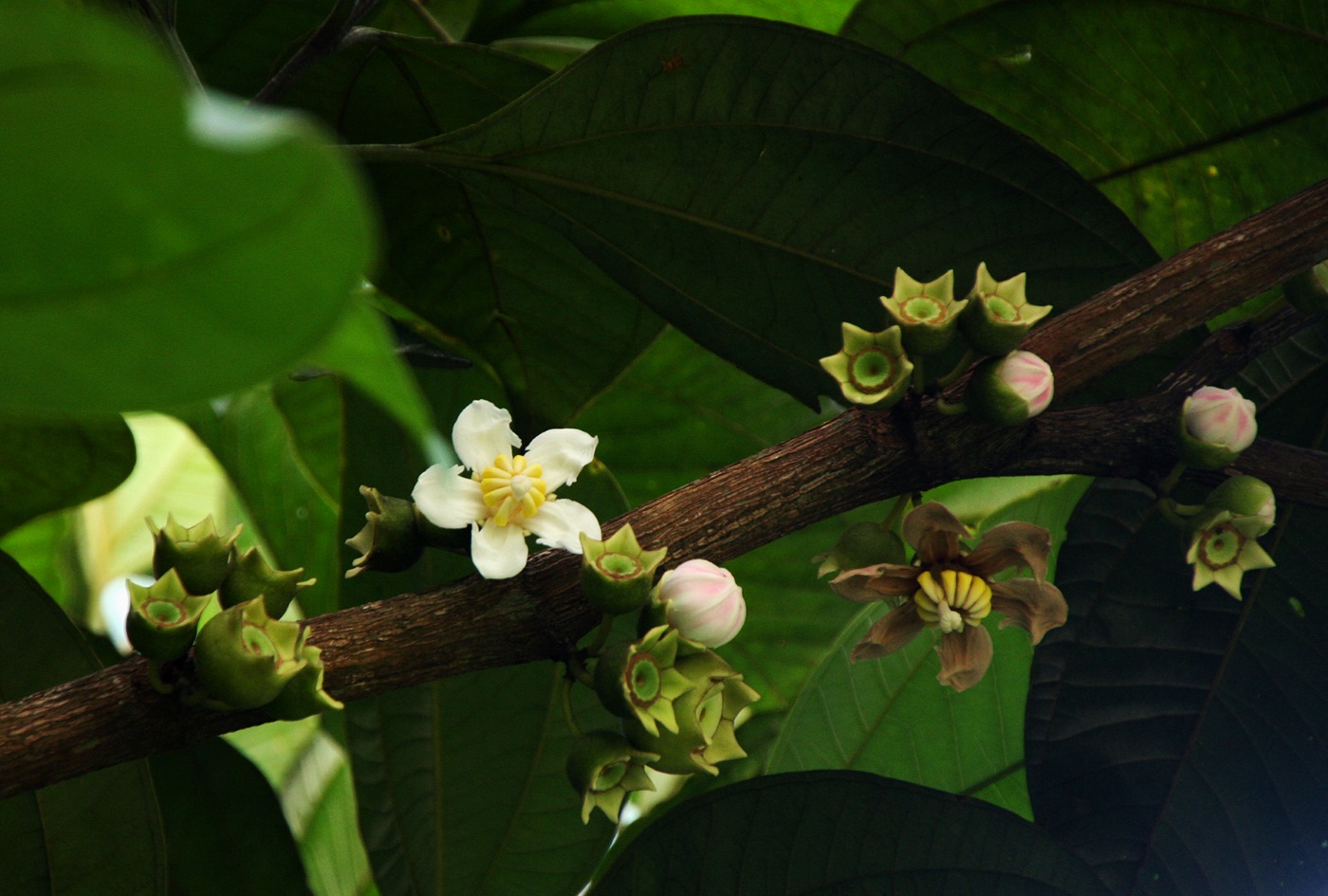 Bellucia pentamera
