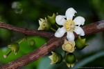 Bellucia pentamera