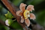 Bellucia pentamera