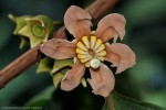 Bellucia pentamera