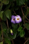 Thunbergia pynaertii
