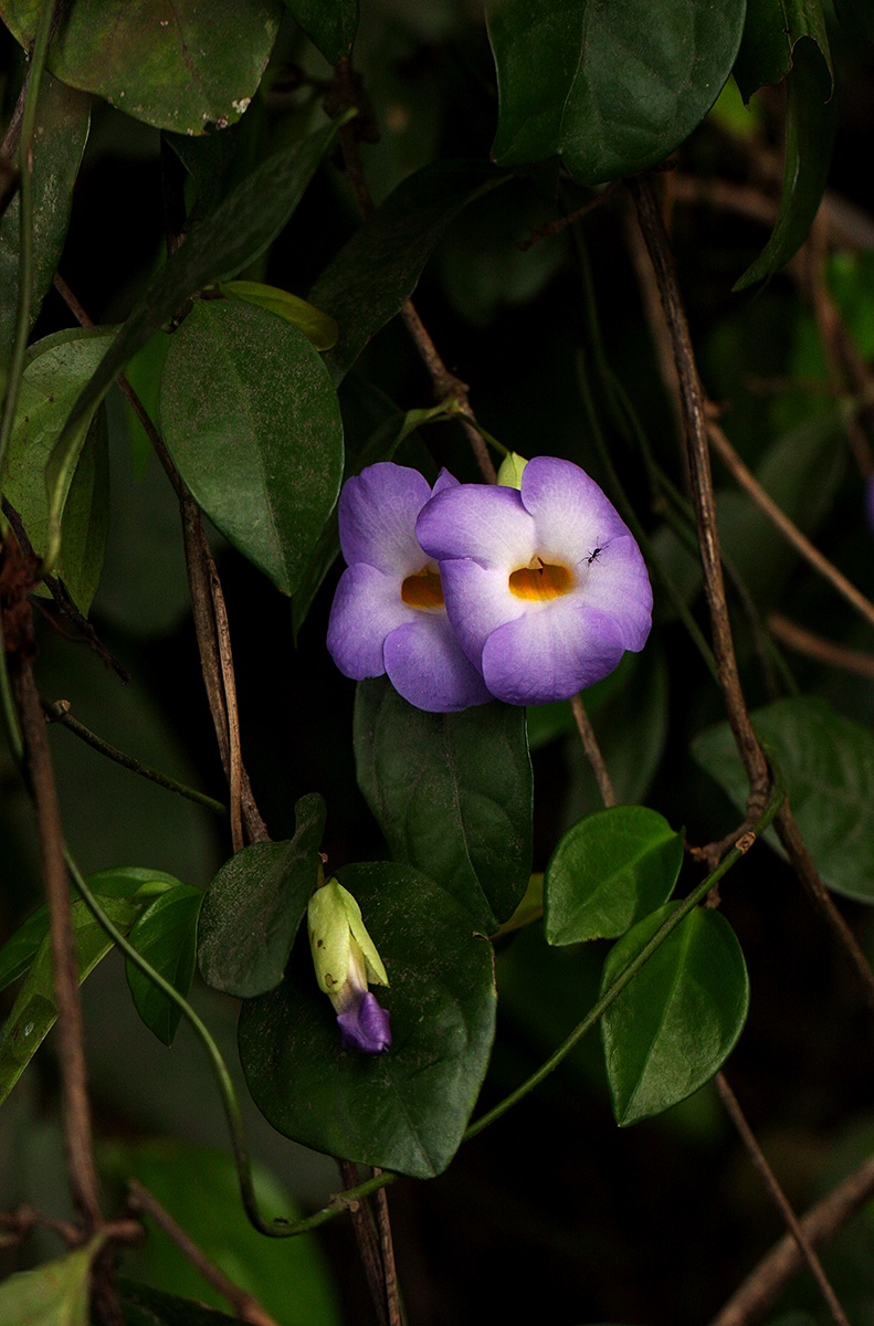 Thunbergia pynaertii