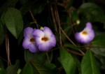 Thunbergia pynaertii