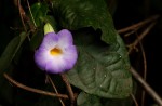 Thunbergia pynaertii