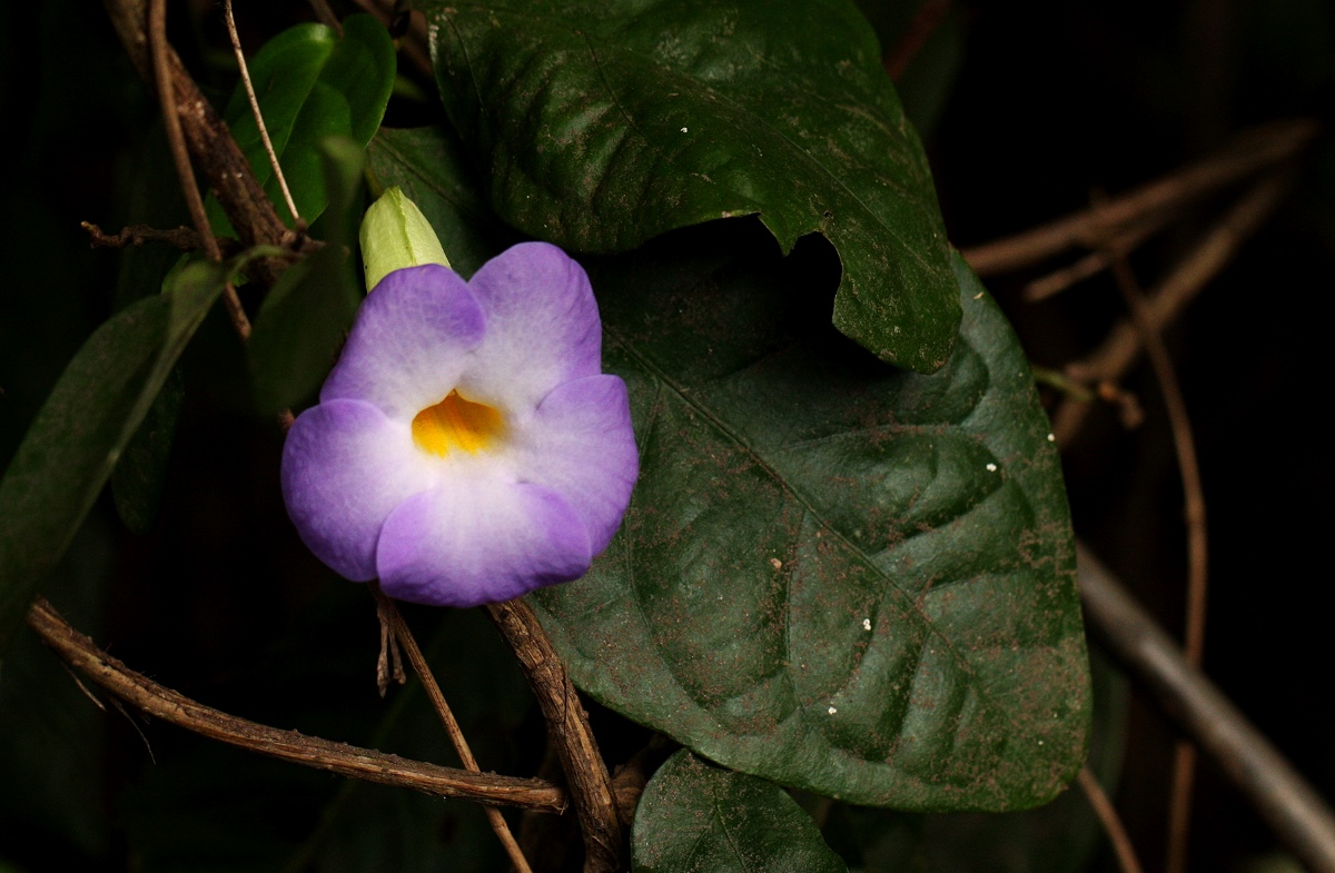 Thunbergia pynaertii