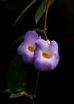 Thunbergia pynaertii