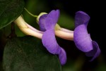 Thunbergia pynaertii
