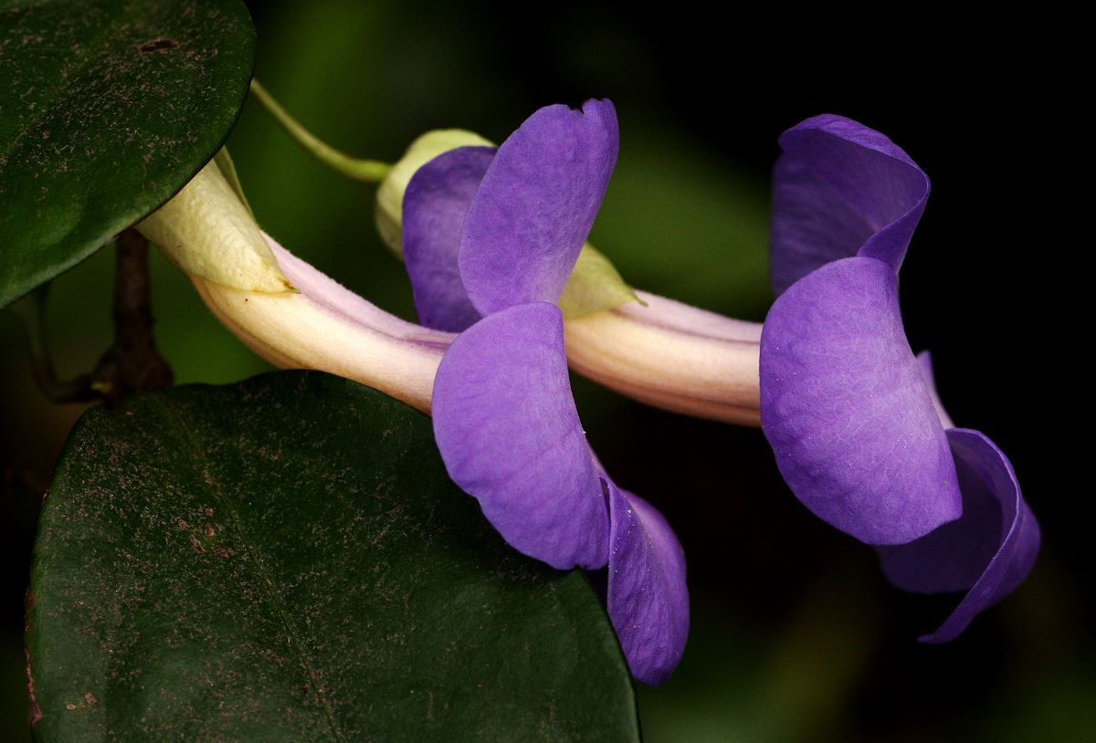 Thunbergia pynaertii