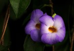 Thunbergia pynaertii