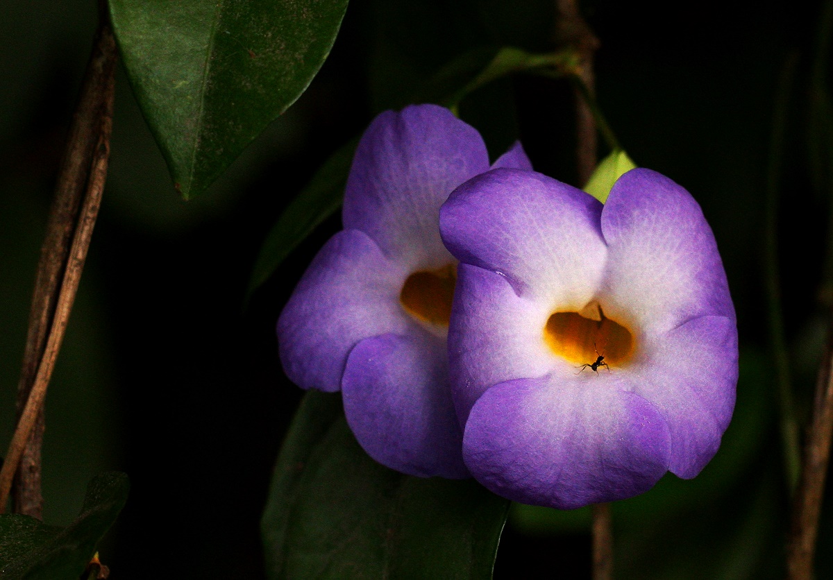 Thunbergia pynaertii