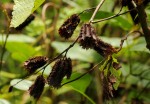 Clappertonia polyandra