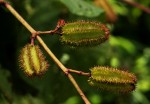 Clappertonia polyandra