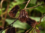 Clappertonia polyandra