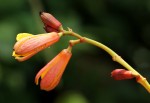 Clappertonia polyandra