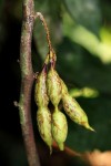Angylocalyx boutiqueanus