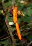 Angylocalyx boutiqueanus