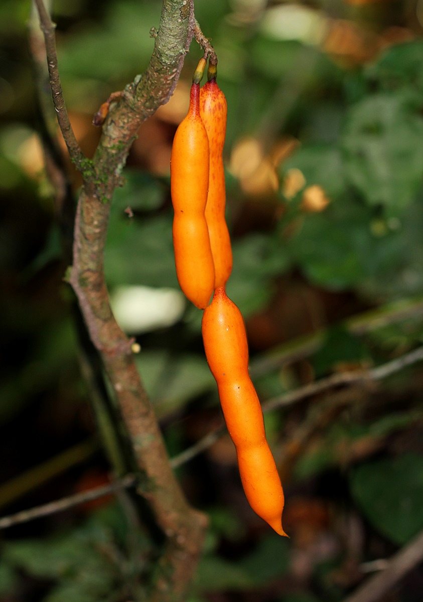Angylocalyx boutiqueanus