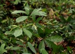 Cola chlamydantha