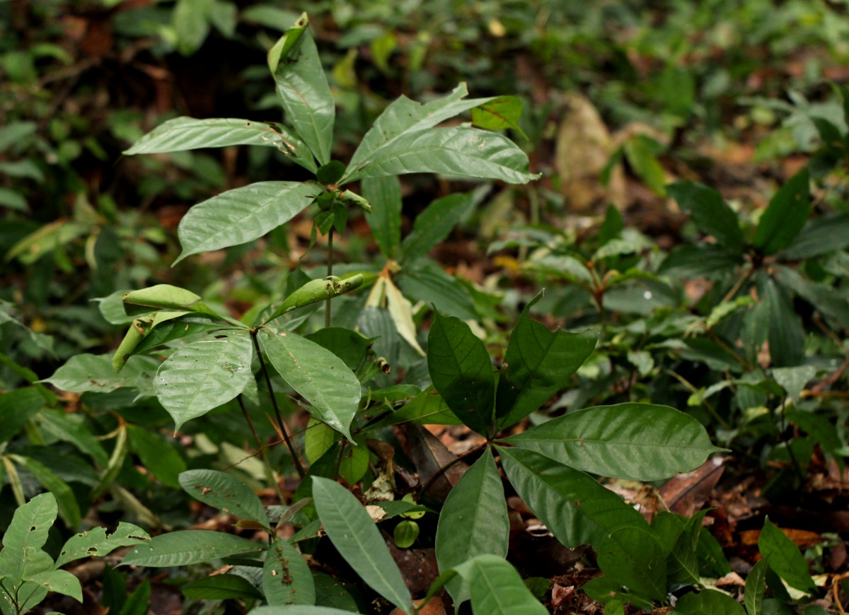 Cola chlamydantha