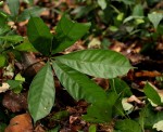 Cola chlamydantha
