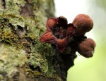 Cola chlamydantha