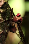 Cola chlamydantha