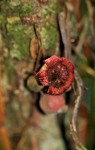 Cola chlamydantha