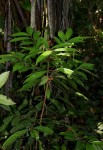 Ardisia buesgenii