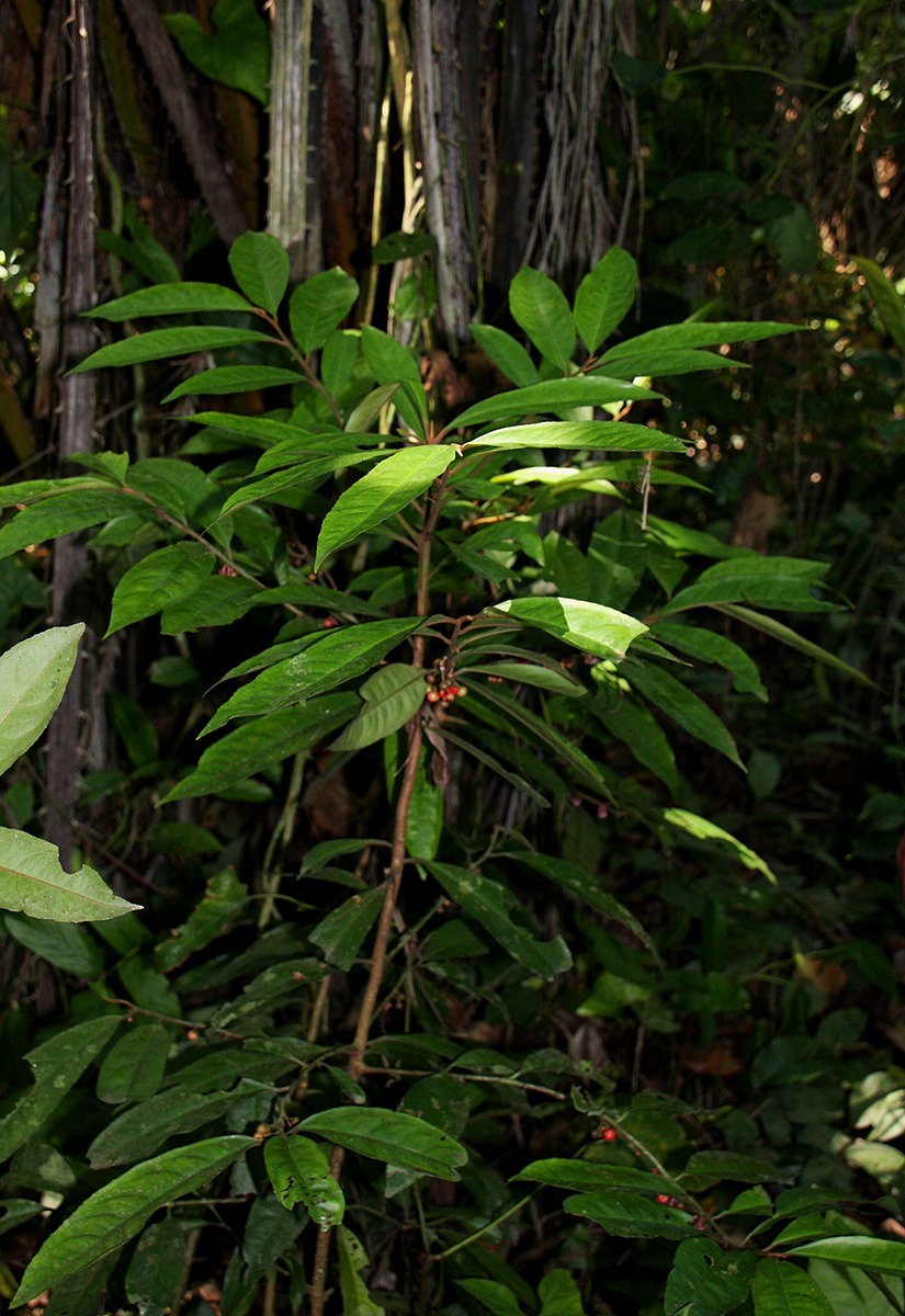 Ardisia buesgenii