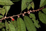 Ardisia buesgenii
