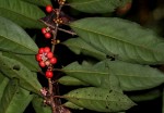 Ardisia buesgenii