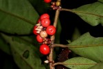 Ardisia buesgenii