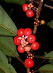 Ardisia buesgenii