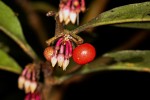 Ardisia buesgenii