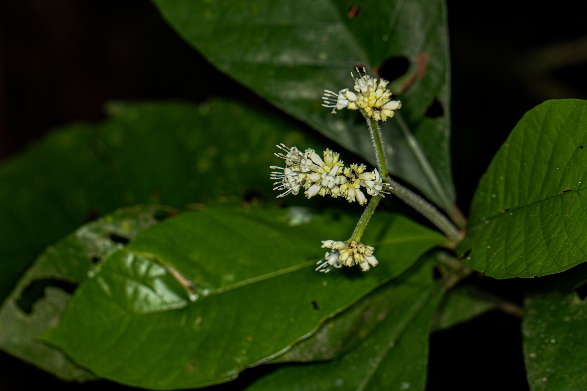 Psychotria vogeliana