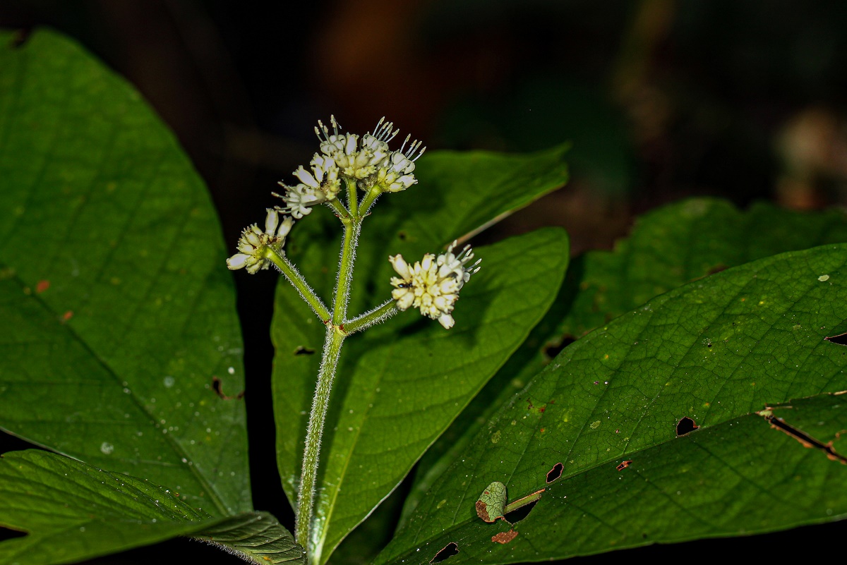 Psychotria vogeliana
