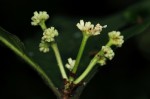 Psychotria vogeliana