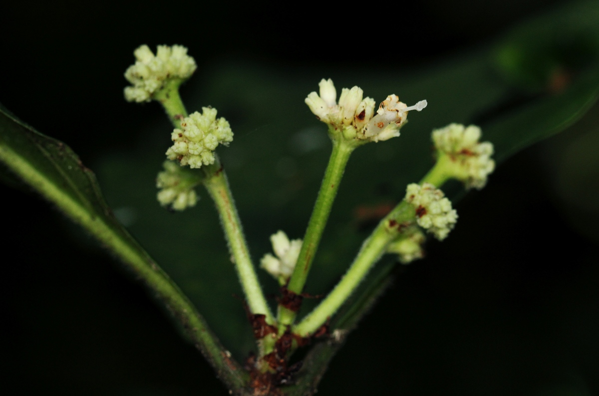 Psychotria vogeliana