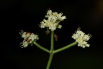 Psychotria vogeliana