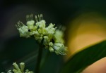 Psychotria vogeliana