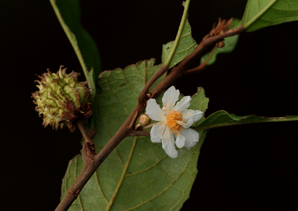 Lindackeria poggei