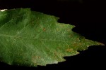 Lindackeria poggei
