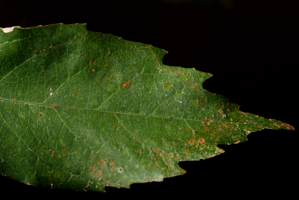Lindackeria poggei