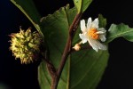 Lindackeria poggei