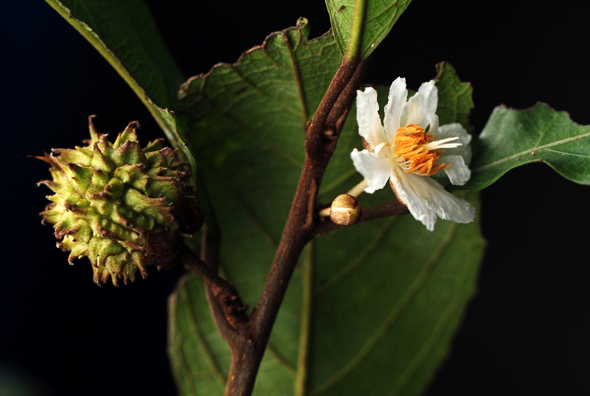 Lindackeria poggei