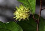 Lindackeria poggei