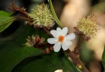 Lindackeria poggei